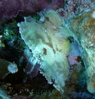 P1080017-1.jpg