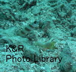 P1080283-1.jpg