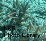 P1080298-1.jpg