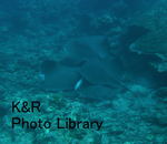 P1080821-1.jpg