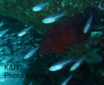 P1090719-1.jpg