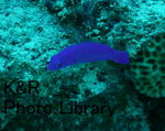P1090749-1.jpg