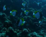 P1100004-1.jpg