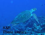 P1170103-1.jpg