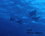 P2140038-1.jpg