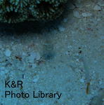 P2150008-1.jpg