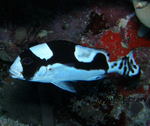 P2150074-1.jpg
