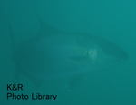 P7030026-1.jpg