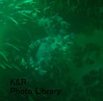 P7030059-1.jpg