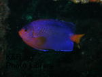 P7040041-1.jpg