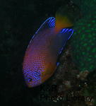 P7040135-1.jpg