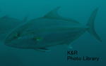 P7040148-1.jpg