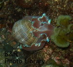 P7050005-1.jpg