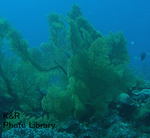 P7050033-1.jpg