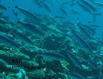 P7050053-1.jpg