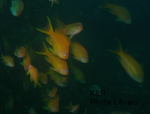P7050091-1.jpg