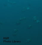 P7050107-1.jpg