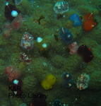 P7050139-1.jpg