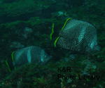 P7050145-1.jpg