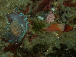 P7050183-1.jpg