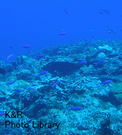 P7060026-1.jpg