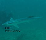 P7060233-1.jpg