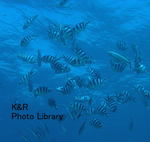 P7070037-1.jpg