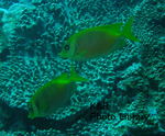 P7070099-1.jpg