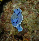 PA100072-1.jpg