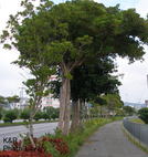PA140053-1.jpg