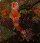 kaz-IOP3.15 098-1.jpg
