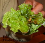 kaz2.7 042-1.jpg