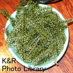 kaz6.21 104-1.jpg