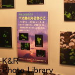 kazHachi7.6 072-1.jpg