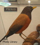 kazHachi7.6 075-1.jpg