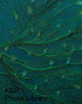 kazHutoHokkawa 181-1.jpg