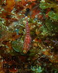 kazIOPsep 076-1.jpg