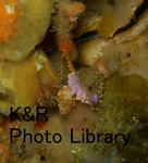 kazIOPsep 099-1.jpg