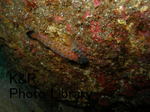 kazOse-Aprl 041-1.jpg