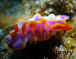 kazOseboat-Jan 060-1.jpg