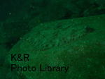 kazShishi-Aprl 057-1.jpg