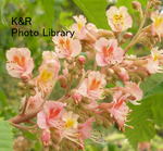 kazT-tochigi 059-1.jpg