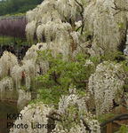 kazT-tochigi 102-1.jpg