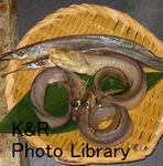 kazetc-Dec2 051-1.jpg
