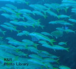 kazsaipan1.17-18 027-1.jpg
