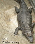 kazt-1izu 197-1.jpg