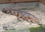kazt-1izu 199-1.jpg