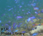 rie 002-1.jpg