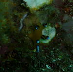 rie 004-1-1.jpg