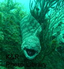 rie 032-1-1.jpg